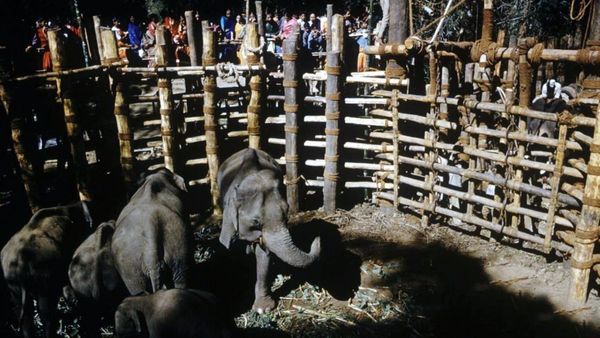 ಮೈಸೂರಿನ ಕಾಕನಕೋಟೆಯ ಖೆಡ್ಡಾದ ಬಗ್ಗೆ ನಿಮಗೆಷ್ಟು ಗೊತ್ತು..? ಇತಿಹಾಸ ಹೇಳುವ ಕಥೆಯೇನು..?