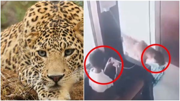 ಕಚೇರಿಯೊಳಗೆ ಪಕ್ಕದಲ್ಲೇ ಹೋದ ಚಿರತೆಯನ್ನು ನೋಡಿ 12 ವರ್ಷದ ಬಾಲಕ ಮಾಡಿದ್ದೇನು?