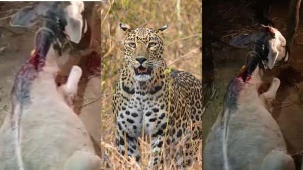 Leopard: ಧಾರವಾಡದಲ್ಲಿ ಮತ್ತೆ ಚಿರತೆ ಪ್ರತ್ಯಕ್ಷ: ದಾಳಿಗೆ ಆಕಳ ಕರು ಸಾವು, ಭಯದಲ್ಲಿ ಜನರು