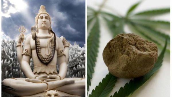 Shiva Favorite Ganja: ಶಿವ ನೆಚ್ಚಿನ ಗಾಂಜಾ ಭಕ್ತರಿಗೂ ಅಚ್ಚುಮೆಚ್ಚು ಯಾಕೆ?