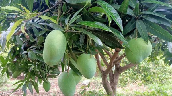 Mango: ಮಾವು ತಿಂದ ಸೂರ್ಯ: ಬಿಸಿಲ ತಾಪಕ್ಕೆ ಮಾವಿನ ಬೆಳೆ ಕುಸಿತ- ರೈತರು ಕಂಗಾಲು