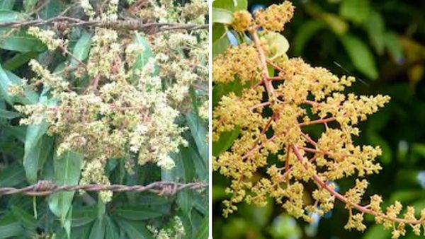 Mango: ಮರದಲ್ಲೇ ಒಣಗುತ್ತಿದೆ ಮಾವು ಹೂವು: ರೈತರು ಬೆಳೆಯುಳಿಸಿಕೊಳ್ಳುವುದು ಹೇಗೆ..?