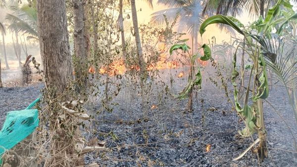 ಅಡಿಕೆ & ತೆಂಗಿನ ತೋಟಕ್ಕೆ ಬೆಂಕಿ ಹಚ್ಚಿದ ಕಿಡಿಗೇಡಿಗಳು