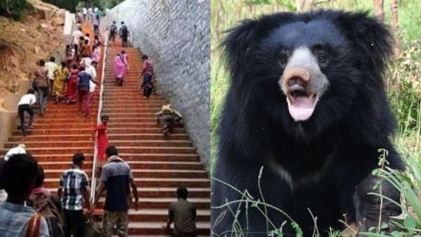 Bears in Tirupati : ಕತ್ಲಲ್ಲಿ ಕರಡಿಗೆ ಜಾಮೂನು ತಿನಿಸೋಕೆ ಯಾವತ್ತೂ ಹೋಗ್ಬಾದ್ರು....: ತಿಮ್ಮಪ್ಪನ ದರ್ಶನಕ್ಕೆ ಬಂದ ಕರಡಿ