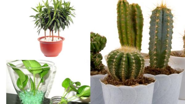 ಕಚೇರಿಯಲ್ಲಿ ನಿಮ್ಮ ಬಳಿ ಈ ಗಿಡ ಇದ್ದರೆ ಮೇಲಾಧಿಕಾರಿಯ ಕಾಟ ಜಾಸ್ತಿ...