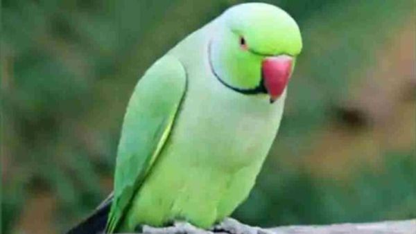 Parrot Vastu Tips: ಮನೆಯಲ್ಲಿ ಗಿಳಿ ಸಾಕುವುದರಿಂದಾಗುವ ಲಾಭಗಳು