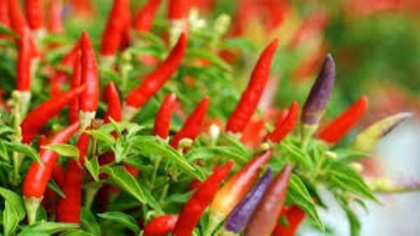 Chili Price: ಮಾರುಕಟ್ಟೆಯಲ್ಲಿ ಮೆಣಸಿನಕಾಯಿ ದರ ಕುಸಿತ- ರೈತರಿಗೆ ಲಕ್ಷಾಂತರ ರೂ. ನಷ್ಟದ ಆತಂಕ