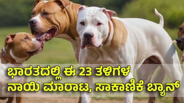 ಭಾರತದಲ್ಲಿ ಈ 23 ತಳಿಗಳ ನಾಯಿ ಮಾರಾಟ, ಸಾಕಾಣಿಕೆ ಬ್ಯಾನ್; ಪಟ್ಟಿಯಲ್ಲಿ ಯಾವೆಲ್ಲಾ ಇವೆ ನೋಡಿ