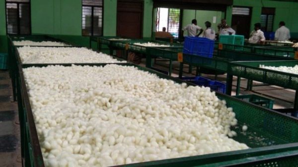 Silk Cocoon Price: ರೇಷ್ಮೆ ಗೂಡಿನ ಬೆಲೆ ದಿಢೀರ್‌ ಕುಸಿತ, ಕಾರಣವೇನು..?