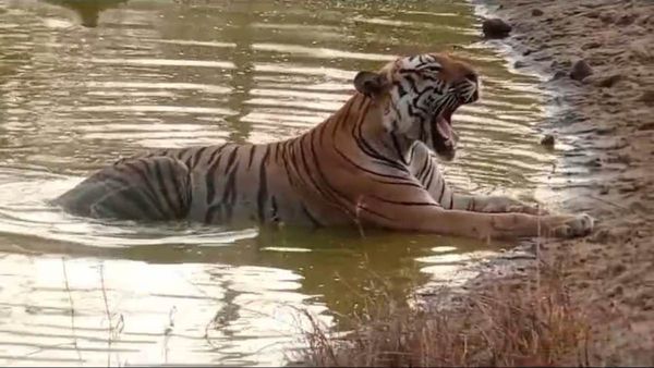 ಬಂಡೀಪುರ: ಬಿಸಿಲ ಬೇಗೆಗೆ ಬೇಸತ್ತು ಕೆರೆಯಲ್ಲಿ ಈಜಾಡಿ ಕೂಲ್ ಆದ ವ್ಯಾಘ್ರ, ಭಾರೀ ವೈರಲ್‌