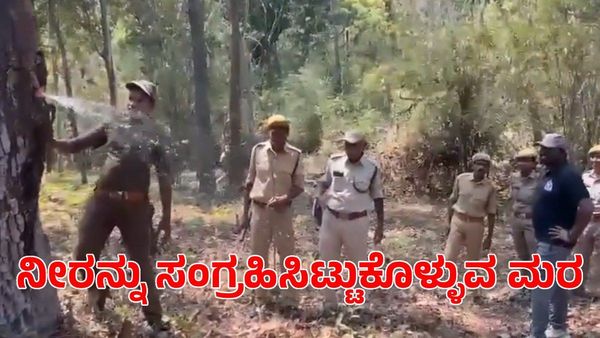 ನೀರನ್ನು ಸಂಗ್ರಹಿಸಿಟ್ಟುಕೊಳ್ಳುವ ಮರ; ಭಾರತದ ಅರಣ್ಯಗಳಲ್ಲಿರುವ ವಿಶೇಷ ಮರದ ವಿಡಿಯೋ ವೈರಲ್