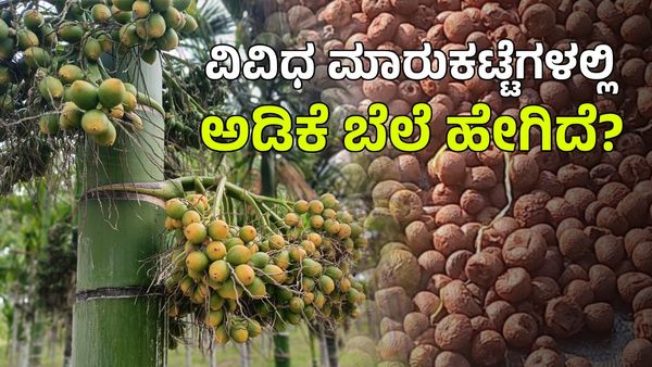 Arecanut Price: ಬರದ ನಡುವೆ ಅಡಿಕೆ ಧಾರಣೆ ಹೇಗಿದೆ ತಿಳಿಯಿರಿ