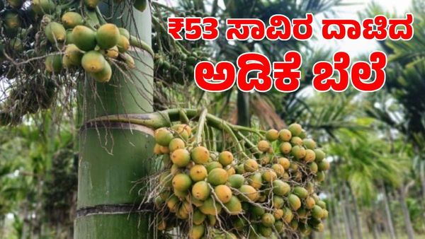 Arecanut Price: ಅಡಿಕೆ ಬೆಲೆ ಭರ್ಜರಿ ಏರಿಕೆ; ರೈತರ ಮೊಗದಲ್ಲಿ ಸಂತಸ