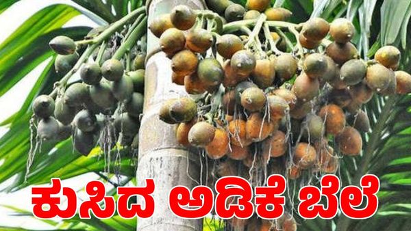  Arecanut Price: ಬರದ ನಡುವೆಯೂ ಕುಸಿದ ಅಡಿಕೆ ಬೆಲೆ 