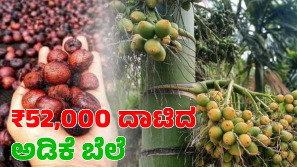  Arecanut Price: ₹52,000 ದಾಟಿದ ಅಡಿಕೆ ಬೆಲೆ; ಕೊಬ್ಬರಿ ಧಾರಣೆ ಹೇಗಿದೆ ನೋಡಿ