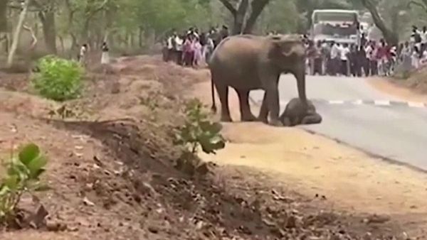 ಬಂಡೀಪುರ: ಹುಲಿ ದಾಳಿಯಿಂದ ಮರಿಯಾನೆ ಸಾವು, ನಡುರಸ್ತೆಯಲ್ಲೇ ಮುಗಿಲು ಮುಟ್ಟಿದ ತಾಯಿಯ ಆಕ್ರಂದನ, ವಿಡಿಯೋ ವೈರಲ್‌