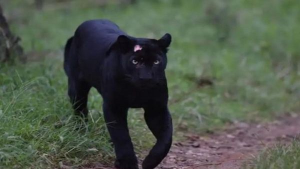 Black Panther: ನಾಗರಹೊಳೆಯಲ್ಲಿ ಪ್ರತ್ಯಕ್ಷನಾದ ಭಗೀರ..ಯಾರಿದು ನಿಮಗೆ ಗೊತ್ತಾ?