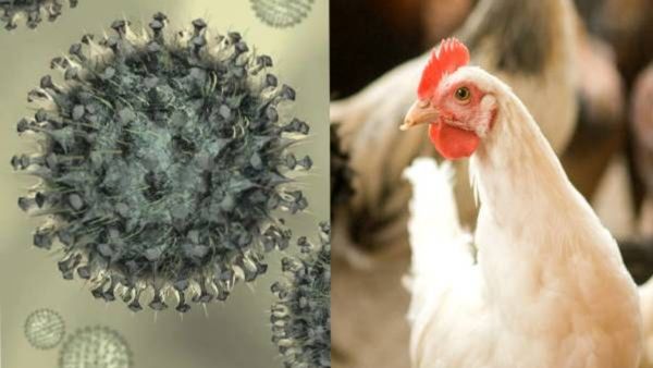 Bird Flu: ಮೊಟ್ಟೆ-ಕೋಳಿ ತಿನ್ನುವವರೇ ಹುಷಾರ್!- ಹೆಚ್ಚಾಗಿದೆ ಹಕ್ಕಿಜ್ವರ