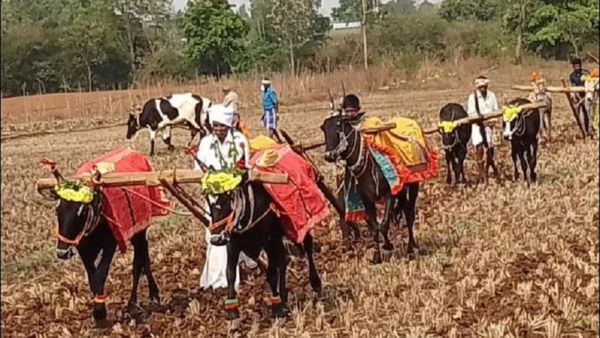 Drought: ಚಿನ್ನದ ಉಳುಮೆಗೆ ಬರದ ಕರಿನೆರಳು! ಏನಿದು ಚಿನ್ನದ ಉಳುಮೆ?