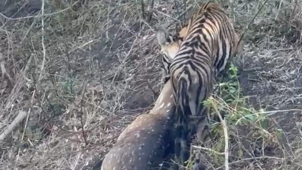 ಬಂಡೀಪುರ: ಜಿಂಕೆ ಕೊಂದು ಎಳೆದೊಯ್ದ ವ್ಯಾಘ್ರ, ವಿಡಿಯೋ ವೈರಲ್‌
