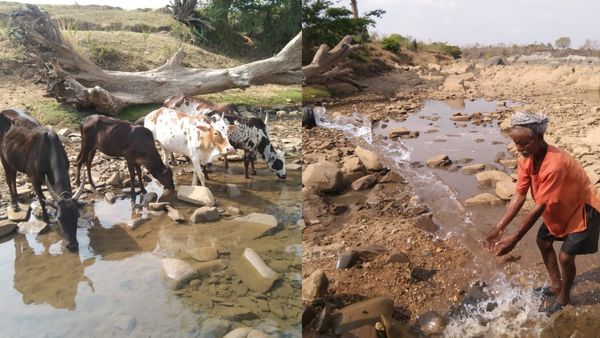 ಬೋರ್‌ವೆಲ್ ನೀರು ಹಳ್ಳಕ್ಕೆ ಹರಿಸಿ ಮೂಕ ಪ್ರಾಣಿಗಳ ದಾಹ ತೀರಿಸುತ್ತಿರುವ ರೈತ