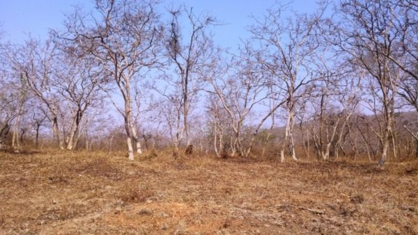 ಬಿಸಿಲಿಗೆ ಒಣಗಿ ಬೋರಲಾಗುತ್ತಿರುವ ಅರಣ್ಯ..ಜೀವಸಂಕುಲದ ಗತಿಯೇನು?