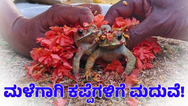 Mandya Rain: ಮಳೆಗಾಗಿ ಪ್ರಾರ್ಥಿಸಿ ಕಪ್ಪೆಗಳಿಗೆ ಮದುವೆ ಮಾಡಿಸಿದ ಗ್ರಾಮಸ್ಥರು