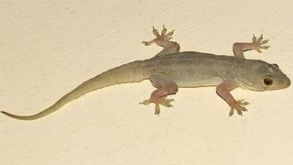 Lizard: ಹಲ್ಲಿ ನೋಡಿದರೆ ಸಂಪತ್ತಿನ ದೇವರ ಆಶೀರ್ವಾದ ಪಡೆದಂತೆ.... ನಿಮಗಿದು ಗೊತ್ತಾ?