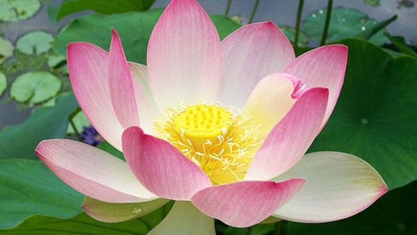 Benefits of Lotus Seeds: ಇದನ್ನ ಹಾಲಿನಲ್ಲಿ ಹಾಕಿ ಕುಡಿದರೆ ಆರೋಗ್ಯ ನಿಮ್ಮ ಕೈಯಲ್ಲಿ