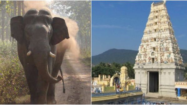 Male Mahadeshwara Hills: ಮಾದಪ್ಪನ ಬೆಟ್ಟಕ್ಕೆ ಪಾದಯಾತ್ರೆ ವೇಳೆ ಕಾಡಾನೆ ದಾಳಿ, ಮಹಿಳೆ ಸಾವು