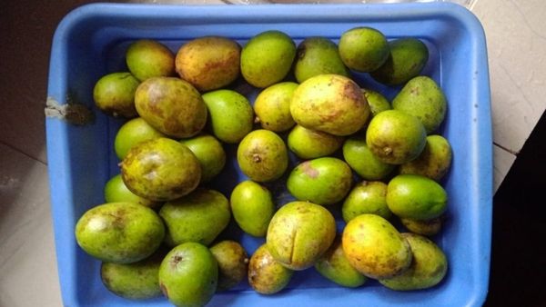 ಆಹಾ..ಎಂಥಾ ಟೇಸ್ಟ್‌! ಕಾಡುಮಾವಿನ ಹಣ್ಣನ್ನು ಸವಿದವರಿಗೆಷ್ಟೇ ಗೊತ್ತದರ ರುಚಿ!