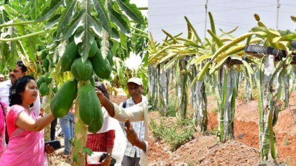 MGNREGA: ಪಪ್ಪಾಯ, ಡ್ರ್ಯಾಗನ್ ಫ್ರೂಟ್ ಬೆಳೆದು ಕೈ ತುಂಬಾ ಲಾಭ ಗಳಿಸಿದ ಧಾರವಾಡದ ರೈತರ ಕಥೆ