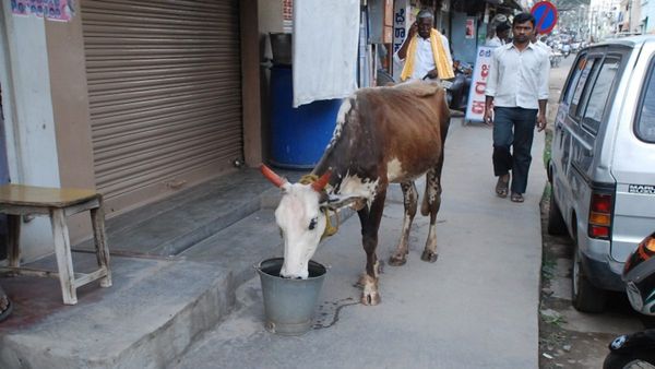 ಈ ಬಿರು ಬೇಸಿಗೆಯಲ್ಲಿ ಜೀವಸಂಕುಲಗಳಿಗೆ ಜೀವಜಲ ನೀಡುವ ಜೀವದಾತರು...!