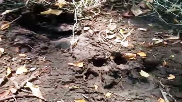 Nagarahole: ನಾಗರಹೊಳೆ ವ್ಯಾಪ್ತಿಯ ಹನಗೋಡು ಜನರ ನಿದ್ದೆಗೆಡಿಸಿದ ಹುಲಿರಾಯ!