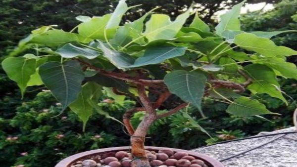Peepal Tree: ಮನೆಯ ಗೋಡೆಗೆ ಆಲದ ಮರ ಬೆಳೆದಿದಿಯಾ? ಮೊದಲು ಈ ಕೆಲಸ ಮಾಡಿ....