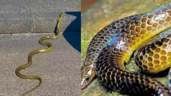 Gold Snake: ಅಪರೂಪ ಬಣ್ಣದ ಹಾವಿನ ವಿಡಿಯೋ ವೈರಲ್‌