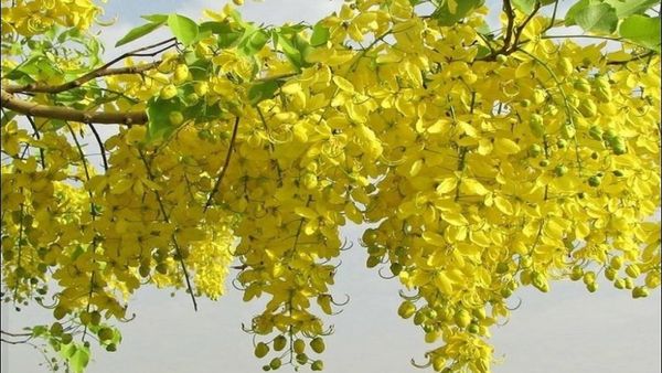 ಸುಡುಬಿಸಿಲಲ್ಲಿ ಕಣ್ಮನ ತಣಿಸುವ ಹಳದಿ ಚಲುವೆ ‘ಸ್ವರ್ಣಪುಷ್ಪ’ : ನೀವು ಈ ಬಗ್ಗೆ ತಿಳಿಯಲೇಬೇಕು