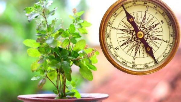 Tulsi: ತುಳಸಿ ಈ ದಿಕ್ಕಿಗೆ ಇಟ್ಟರೆ ಬಡತನದಿಂದ ಮುಕ್ತಿ ಸಂಪತ್ತಿನಲ್ಲಿ ವೃದ್ಧಿ!