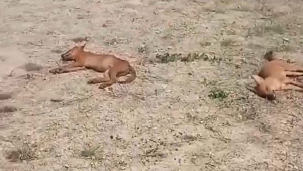 ಕೊಳ್ಳೇಗಾಲ: 5 ಅಪರೂಪಾದ ಪ್ರಾಣಿಗಳು ಸಂಶಯಾಸ್ಪದ ಸಾವು