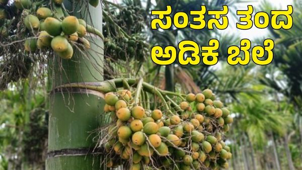 Arecanut Price: ರೈತರಲ್ಲಿ ಖುಷಿ ತಂದ ಅಡಿಕೆ ಧಾರಣೆ; ಕೊಬ್ಬರಿ ಬೆಲೆ ಹೇಗಿದೆ ತಿಳಿಯಿರಿ