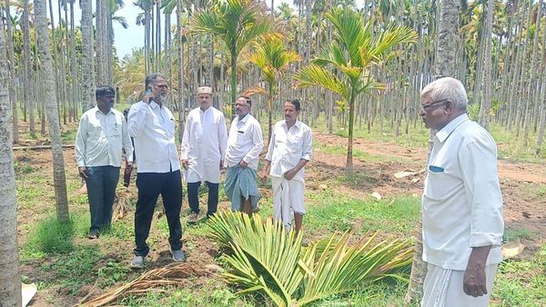 ದಾವಣಗೆರೆ: ಬಿರುಗಾಳಿ ಮಳೆಗೆ ಧರೆಗುರುಳಿದ ಅಡಿಕೆ ಮರಗಳು-ನಷ್ಟ ಆಗಿದ್ದು ಎಷ್ಟು ಲಕ್ಷ ಗುತ್ತಾ?