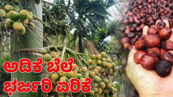 Arecanut Price: ಭರ್ಜರಿ ಏರಿಕೆ ಕಂಡ ಅಡಿಕೆ ಬೆಲೆ