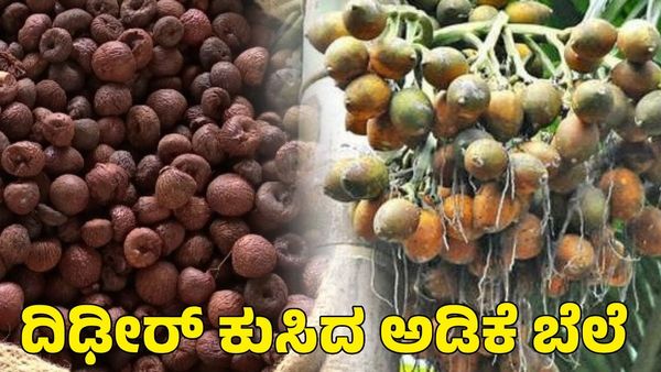 Arecanut Price: ಅಡಿಕೆ ಬೆಲೆ ಅಲ್ಪ ಕುಸಿತ; ಕೊಬ್ಬರಿ ಬೆಲೆ ಹೇಗಿದೆ ತಿಳಿಯಿರಿ