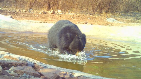 ಬೇಸಿಗೆ ಧಗೆ: ಬಳ್ಳಾರಿಯಲ್ಲಿ ಅರಣ್ಯ ಇಲಾಖೆಯ ಮಾದರಿ ಕಾರ್ಯ