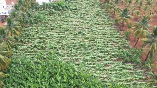 ಚಾಮರಾಜನಗರ: ಬಿರುಗಾಳಿ ಮಳೆಗೆ ನೆಲಕಚ್ಚಿದ 3,000ಕ್ಕೂ ಹೆಚ್ಚು ಬಾಳೆ ಗಿಡಗಳು, ಅನ್ನದಾತ ಕಣ್ಣೀರು