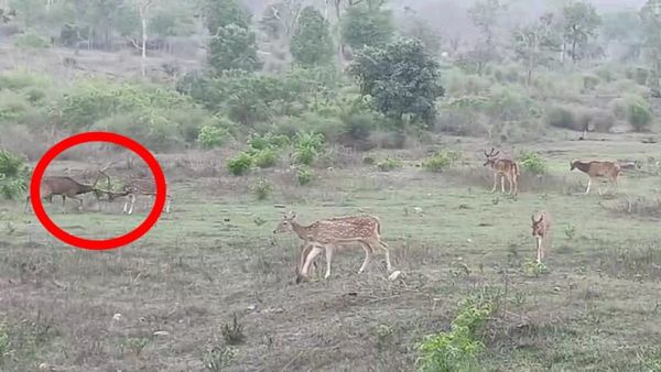 ಬಂಡೀಪುರ: ಮೈಸೂರು-ಉಟಿ ರಾಷ್ಟ್ರೀಯ ಹೆದ್ದಾರಿಯಲ್ಲಿ ಜೋಡಿ ಜಿಂಕೆಗಳ ಕಾದಾಟ-ವಿಡಿಯೋ ವೈರಲ್‌