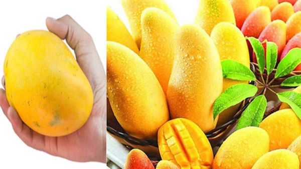 Mango Health Benefits: ಮಾವಿನ ಹಣ್ಣು ತಿಂದರೆ ಕಣ್ಣರಳುತ್ತೆ ಸಂಗಾತಿ ಕಂಡರೆ- ಈ ಪ್ರೇಮಫಲದ ಬಗ್ಗೆ ನಿಮಗಿದು ಗೊತ್ತೇ..?