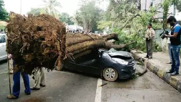 Bengaluru Rain: ಸುಡುವ ಸೂರ್ಯ ಉರುಳಿಸುವ ವರುಣ- ಪ್ರಾಣಕ್ಕೆ ಕುತ್ತು ತಂದ ಬೆಂಗಳೂರು ಮರಗಳು