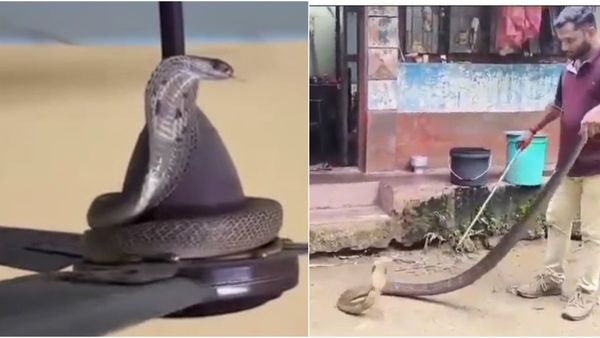 ಮಂಗಳೂರಿನ ಮನೆಯೊಳಗೆ ಬುಸ್‌..ಬುಸ್‌: ಬರೋಬ್ಬರಿ 12 ಅಡಿ ಉದ್ದದ ಕಾಳಿಂಗ ಸರ್ಪ ಪತ್ತೆ