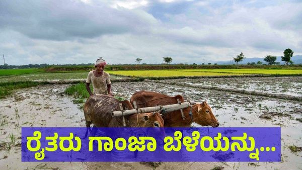 ಗಾಂಜಾ.. ಗಾಂಜಾ.. ರೈತರಿಗೆ ಗಾಂಜಾ ಬೆಳೆಯಲು ಪರ್ಮಿಷನ್!